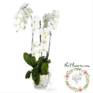 Fresh Flower Phalaenopsis Orchid White Three Stalks PHAOR01 - Phalaenopsis Orchid White Three Stalks PHAOR01
