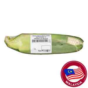 Fresh White Corn With Husk - Fresh White Corn With Husk