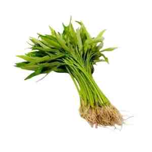 KANGKUNG AKAR