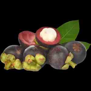 1 . MANGOSTEEN 1 KG 10007410 -  10-20