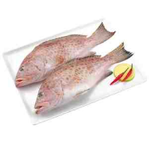 200400 Grouper 200to400g. per pcs. - Grouper 200to400g. per pcs.