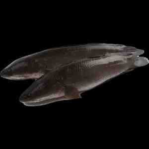 700 - 900 . SNAKE HEAD FISH 700 - 900 GPC -