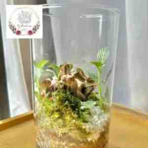 Indoor Plant Rainforest Terrarium Garden Design A PJF1934 - Item per Display