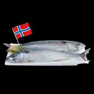 300-500 FZ NORWEGIAN MACKEREL M 10004572 -