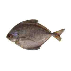 Ikan Bawal Hitam 500gpack - Locally Chilled Fresh, Deliver after clean and gut