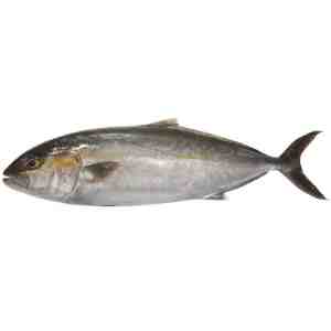 500 Silver Fish 500g - Silver Fish 500g