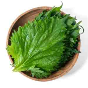 Daun PerillaWijen Astro Farm 50gram - pDaun PerillaWijen dari Astro Farm adalah pilih