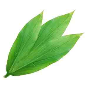 Daun Kunyit 50g Pkt - 517576